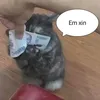 zhuxje