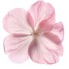 idgafbouturopinion2