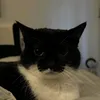 z_aiko