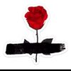 thoughts_from_a_rose3