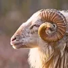 the_mountain.ram