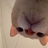 savs_spamm69