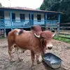irineubitiu