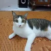 cherahabakar