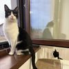 Purrfect v Meow