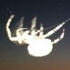 wyatt_rollins4