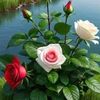user8126204716877
