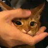 muniu_386