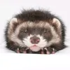 comet_polecat