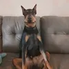 glepp_hlep