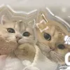 fhaiflies