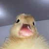 nezzzpwaaasoppoken