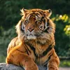 dk_number971