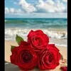 dlsoz_24