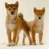 shibainucanilkoji