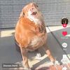 kingkrabstreamslol