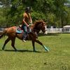 floridahorse