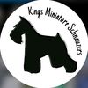 kings_mini_schnauzers