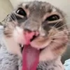 freakycat02