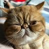 messicat02