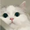 nguyenvi_13