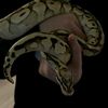 hibadiba_8