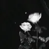 trixovert_