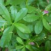 naturesgift7