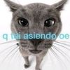 leo_mt117