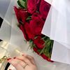 dodo_ali8