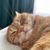 tesla_red_cat