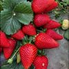 yolanda_878