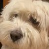 _cute_puppies_for_life_