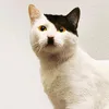 gatodaalemanha77819