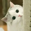 stephanie244895