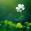 thuhuong67796