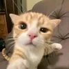 hai.beuh