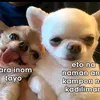 ardz.catoria