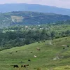 mauriziodumitrache