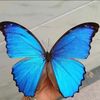 فراشة عتيبة 🦋🦋