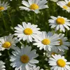 wiesenblume222