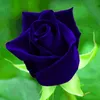 user7231052370118