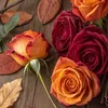 ainaz770