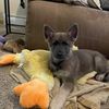 maizethebluegsd