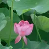 thaophan15755