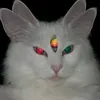 diznotz_01