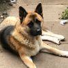 phoenixthedogo