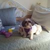 shirleypowers342