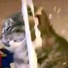 josethfsisa_2004