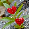 irfanansari0825